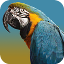 APK Pet Birds and Parrots
