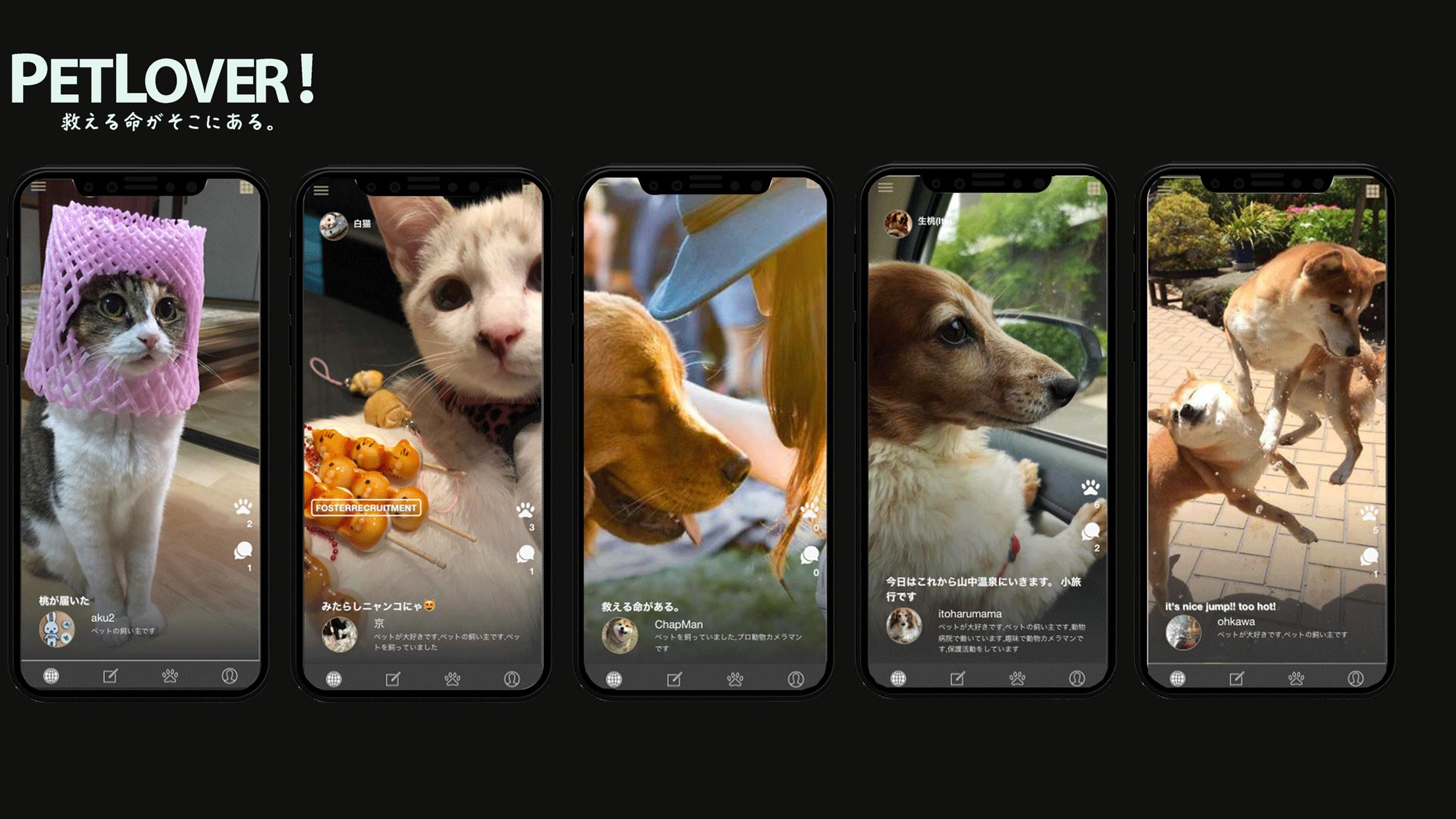 Petlover For Android Apk Download