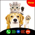Pets Fake video call