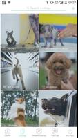 Pet Widget ảnh chụp màn hình 1