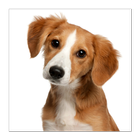 Animal Sounds for Kids-icoon