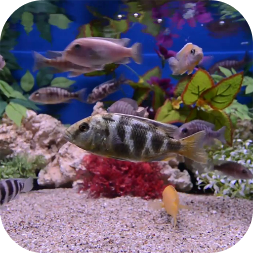 Aquarium Video Wallpaper