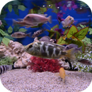 Aquarium Video Wallpaper APK