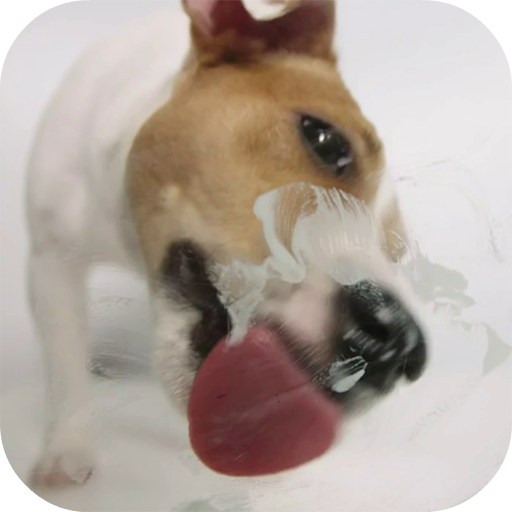 Dog Licks Screen Video LWP