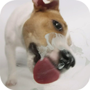 Dog Licks Screen Video LWP APK