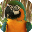 APK Parrot Live Wallpaper