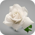 White Rose Live Wallpaper
