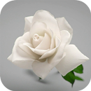 APK White Rose Live Wallpaper