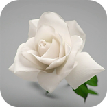 White Rose Live Wallpaper