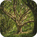 Nature Live Wallpapers APK