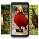 Pheasante bird fly beauty Wallpaper APK