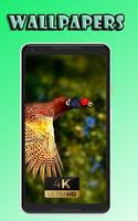 Pheasante bird fly beauty Wallpaper screenshot 2