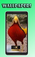 Pheasante bird fly beauty Wallpaper screenshot 3