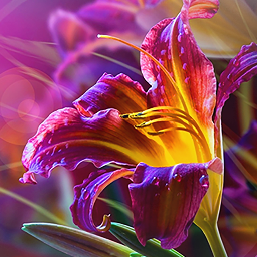 Flowers Live Wallpaper