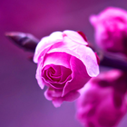 Roses Fond d'Écran Animé icône