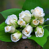 الورود البيضاء خلفيات حية HD أيقونة