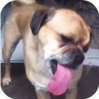 Dog Licker Screen  - Live HD Wallpaper FREE simgesi