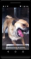 1 Schermata Dog Licker Screen  - Live HD Wallpaper FREE