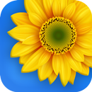 Gallery APK