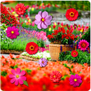 Garden Live Wallpaper Hd APK