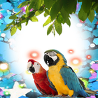 Macaw Birds Photo Frames ikona