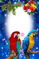 Macaw Birds Photo Frames plakat