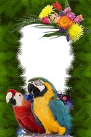 Macaw Birds Photo Frames screenshot 1