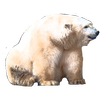 Bear Game APK