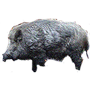 Boar Game APK