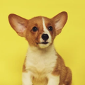 Dog gallery