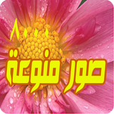 صور منوعة روعة اكثر من 8000 أيقونة