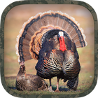 Turkey Hunting Calls icon