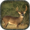 Whitetail Hunting Calls