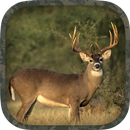 APK Whitetail Hunting Calls