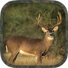 Whitetail Hunting Calls أيقونة