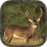 Whitetail Hunting Calls-APK