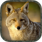 Coyote Hunting Calls Zeichen