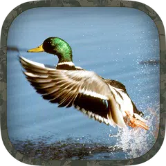 Скачать Duck Hunting Calls APK