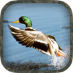 Duck Hunting Calls