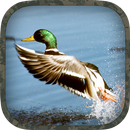 APK Duck Hunting Calls