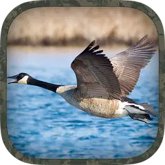 Goose Hunting Calls APK download