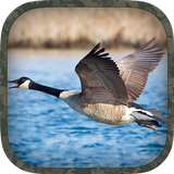 Goose Hunting Calls ikona