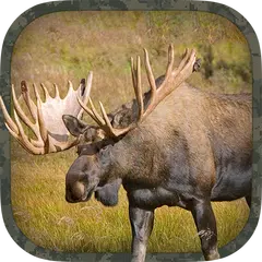 Moose Hunting Calls APK download