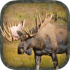 Moose Hunting Calls أيقونة
