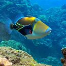 Picasso Triggerfish Care Guide APK