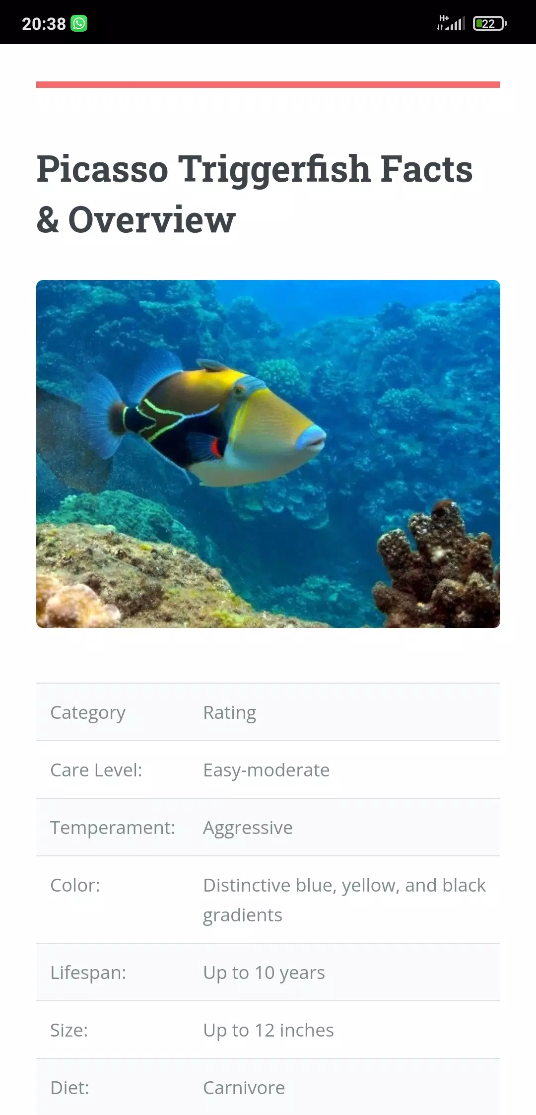 Picasso triggerfish cheap care