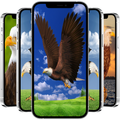 Eagle Wallpapers Hd
