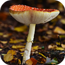 Mushroom wallpaper APK