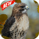 Hawk wallpaper APK
