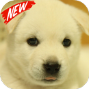 Jindo dog wallpaper APK